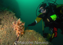 Nice  red dead mans finger  near the wreck of the Hathor ... by Malcolm Nimmo 